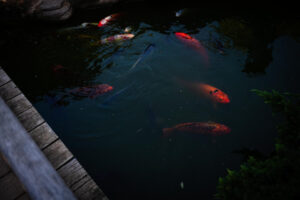 membersihkan kolam ikan