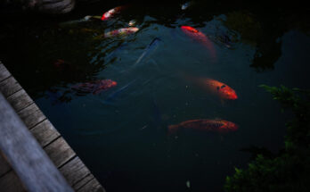 membersihkan kolam ikan