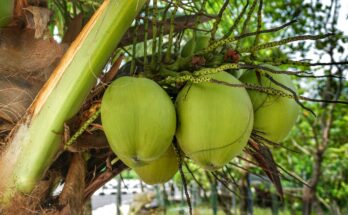 tips mengupas kelapa