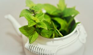 manfaat daun mint