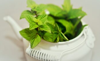 manfaat daun mint