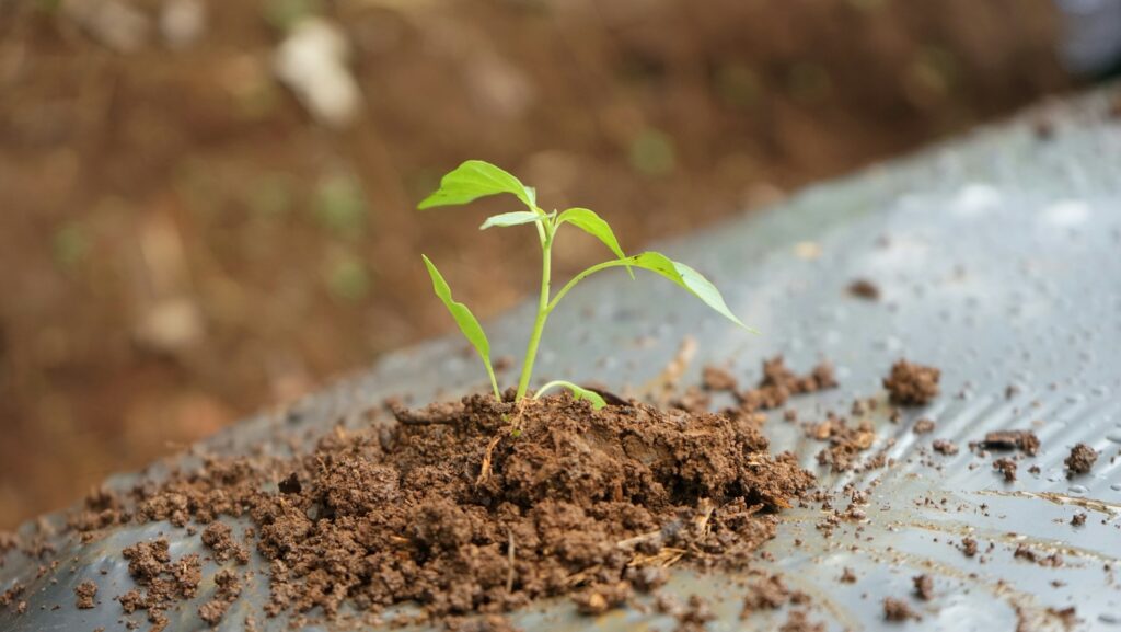 tips Memupuk tanaman