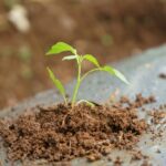 Tips Memupuk Tanaman agar Subur dan Sehat