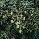 Pohon Mangga: Tanaman Buah Favorit yang Mudah Dirawat dan Menghasilkan Panen Melimpah