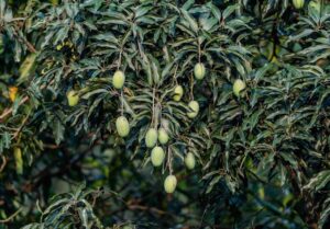 Pohon mangga