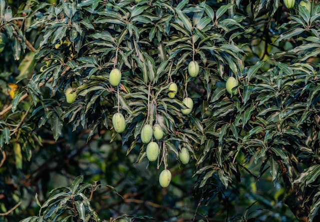 Pohon mangga