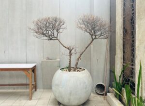 pot bunga besar